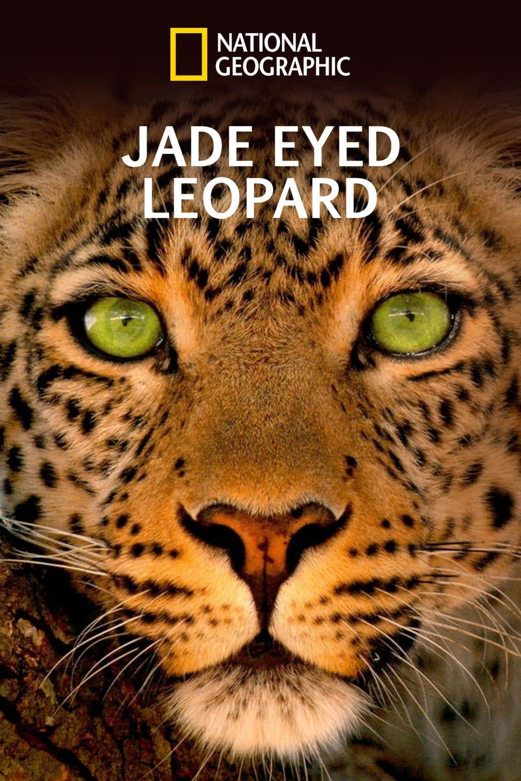 Jade Eyed Leopard 2020 720p WEBRip-YTSGGYTSBZ